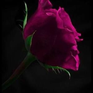 Meet your Posher, Lashelle